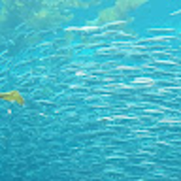 Meet your Posher, Debra - Picture 1 of 1